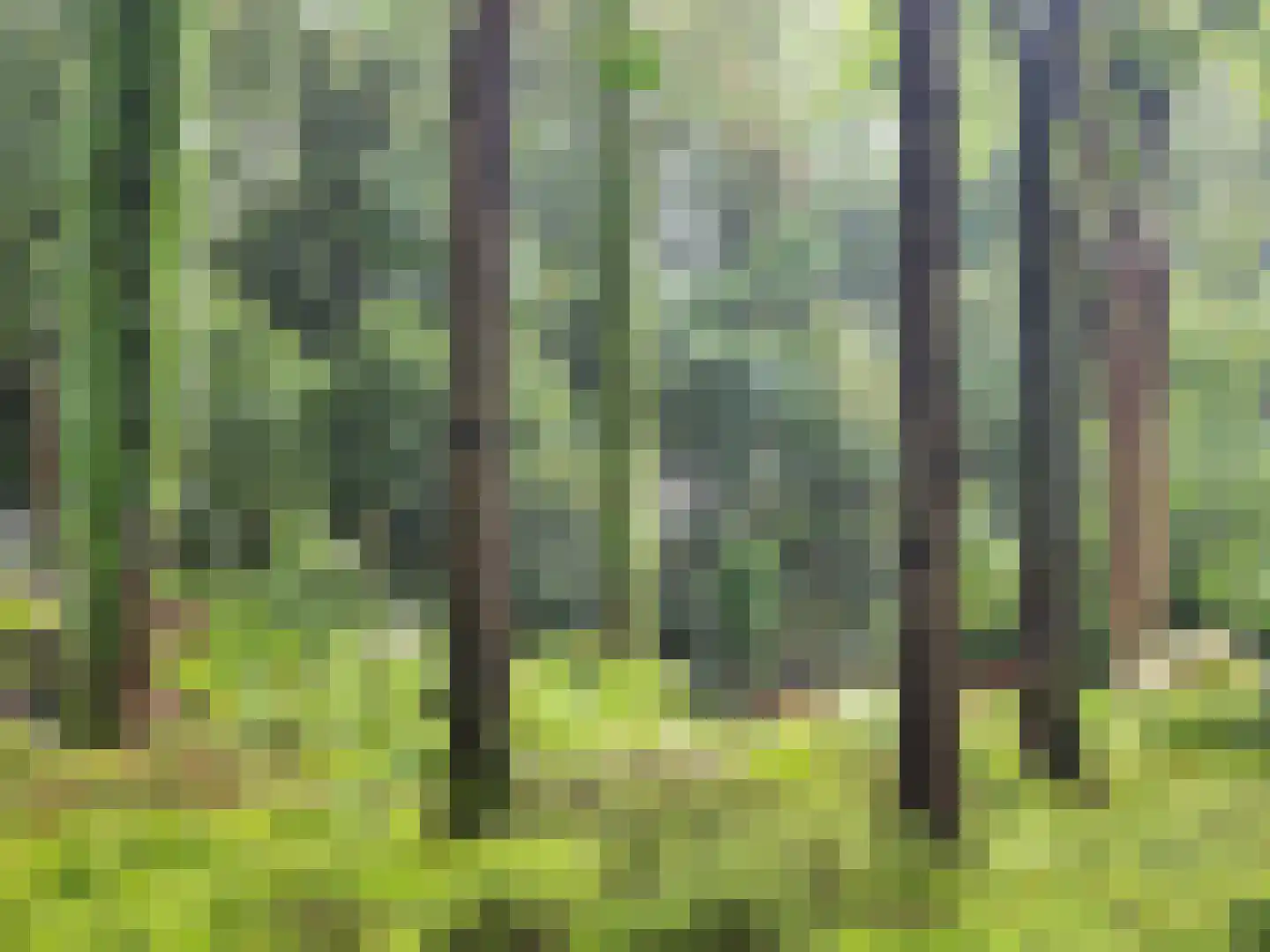 Schoolbosdwarsweg 3 Heino thumbnail 50