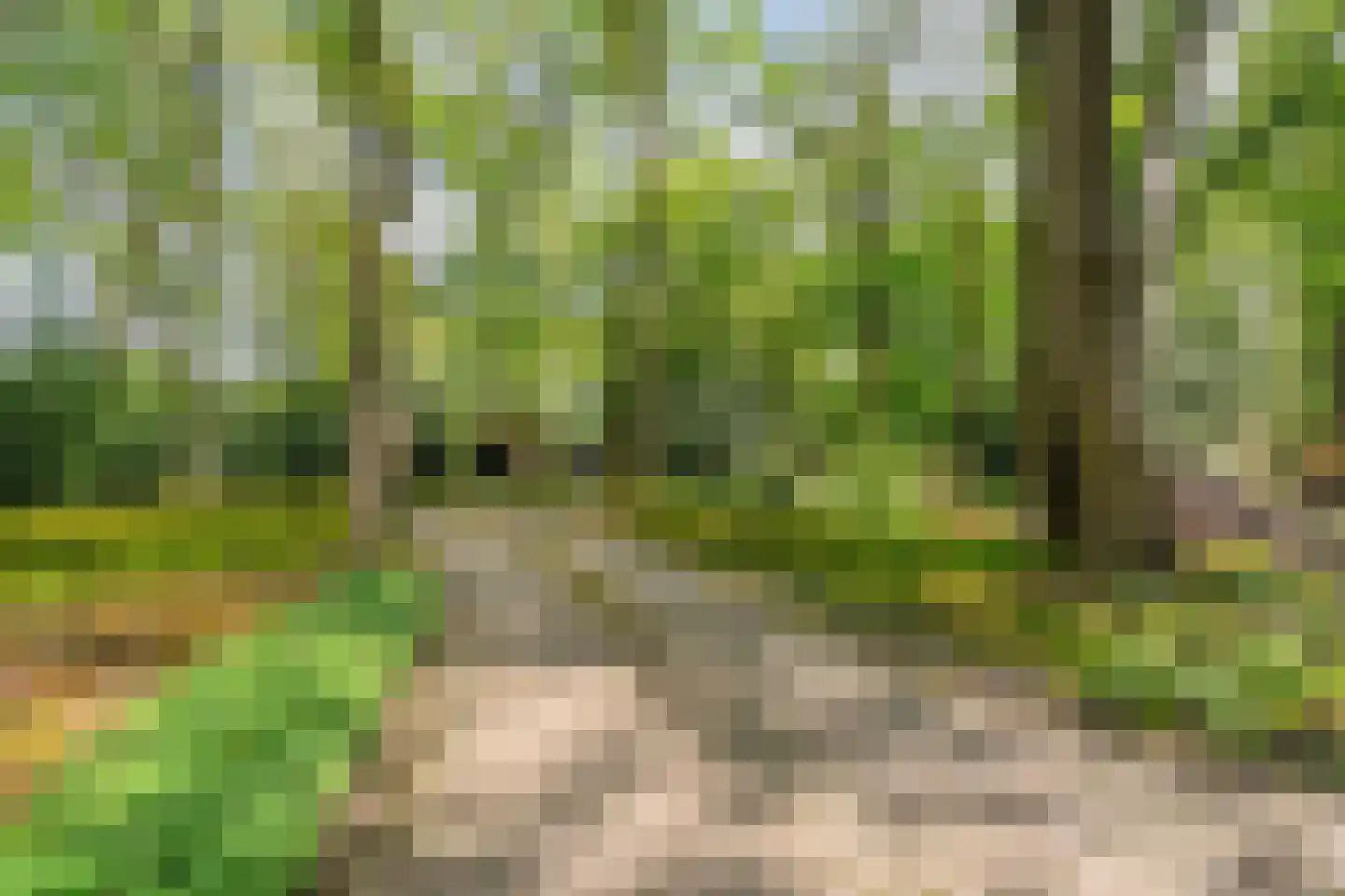 Schoolbosdwarsweg 3 Heino thumbnail 6