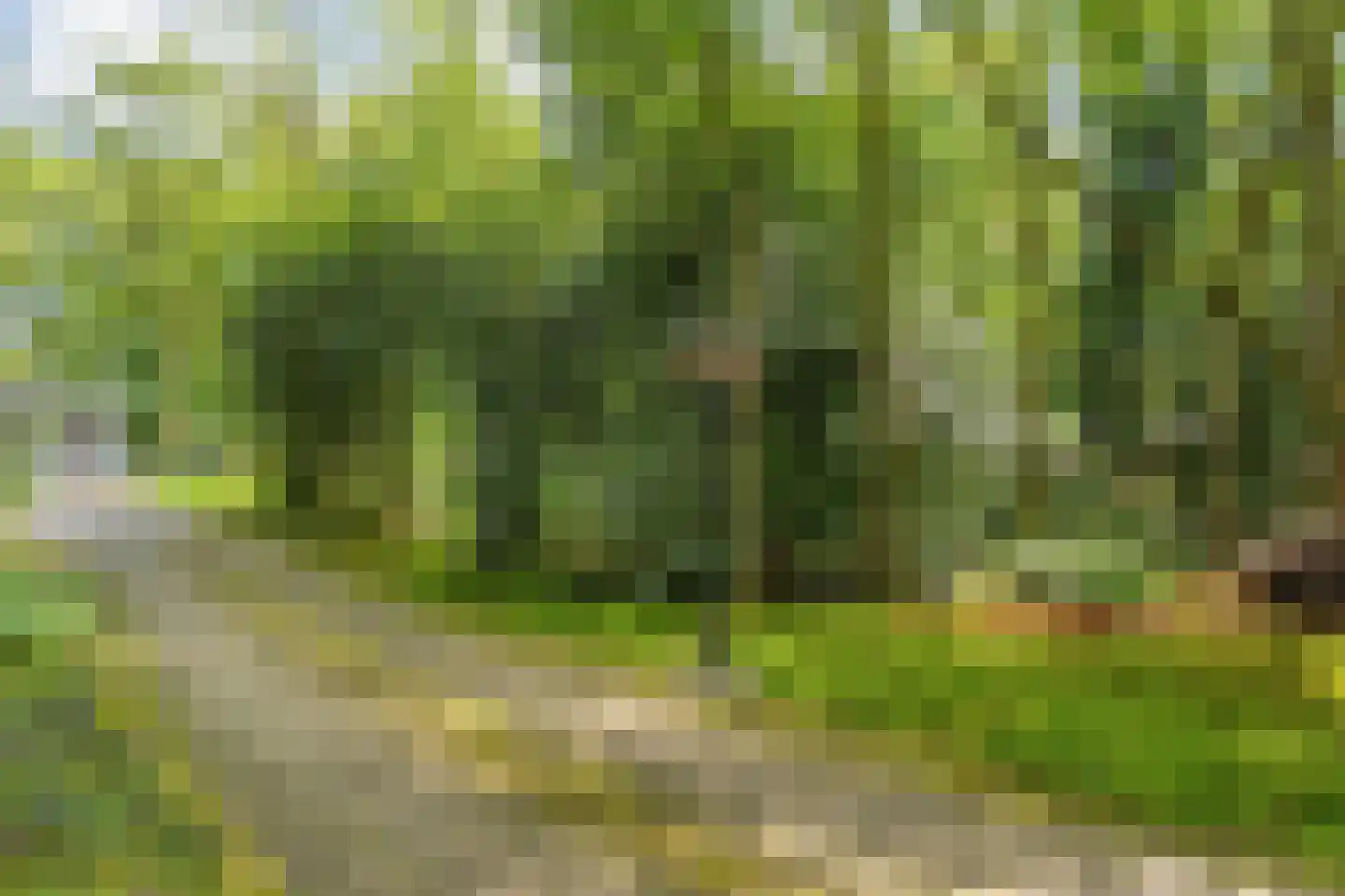 Schoolbosdwarsweg 3 Heino thumbnail 7