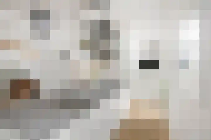Schoolbosdwarsweg 9 Heino thumbnail 11
