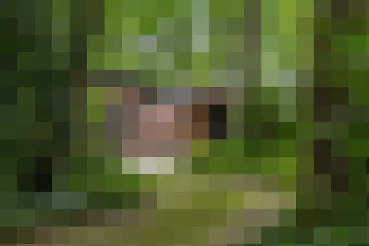 Schoolbosdwarsweg 9 Heino thumbnail 31