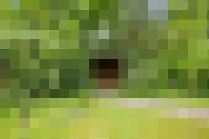 Schoolbosdwarsweg 9 Heino thumbnail 34