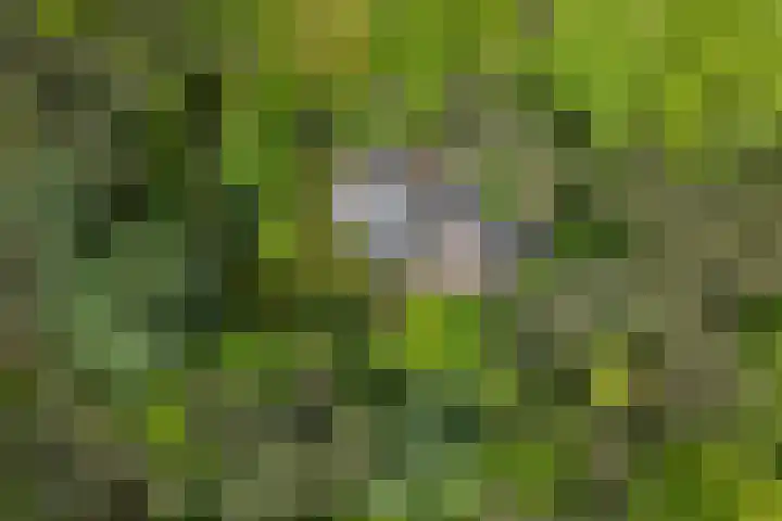 Schoolbosdwarsweg 9 Heino thumbnail 37