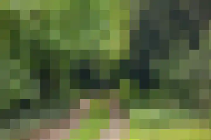 Schoolbosdwarsweg 9 Heino thumbnail 38