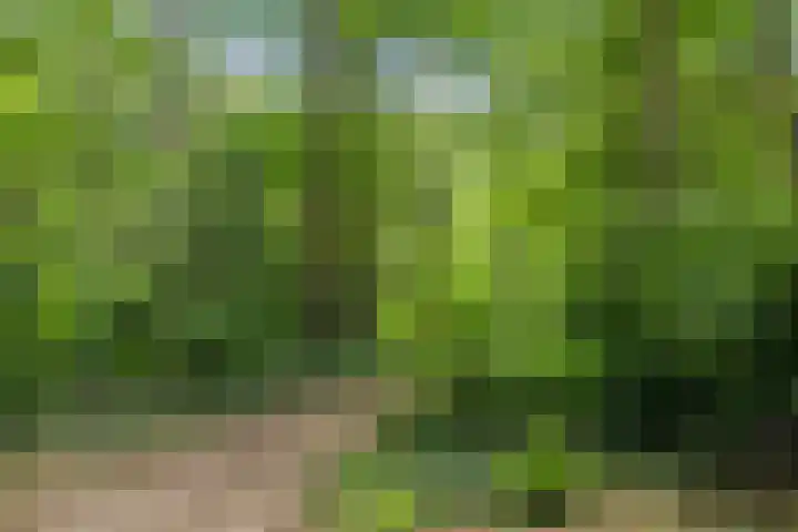 Schoolbosdwarsweg 9 Heino thumbnail 39