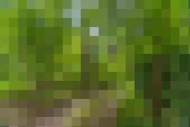 Schoolbosdwarsweg 9 Heino thumbnail 40