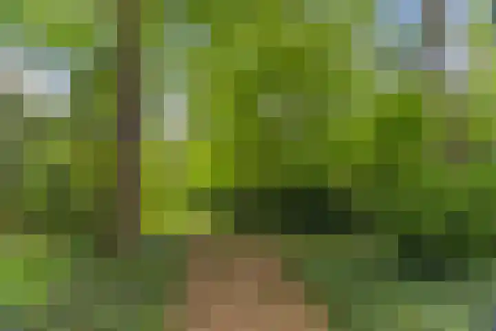 Schoolbosdwarsweg 9 Heino thumbnail 41