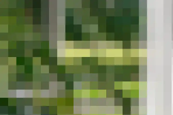 Schoolhuisweg 47 Veghel thumbnail 9
