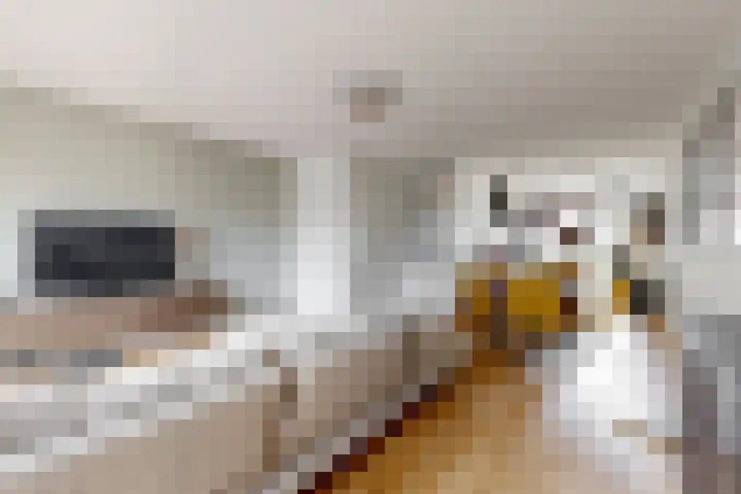 Schoolslag 16 Zuidoostbeemster thumbnail 9