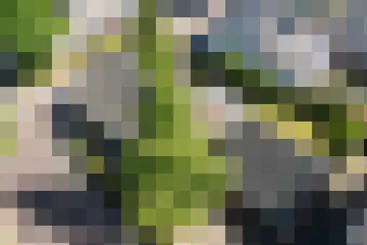 Schoolstraat 13 Didam thumbnail 7