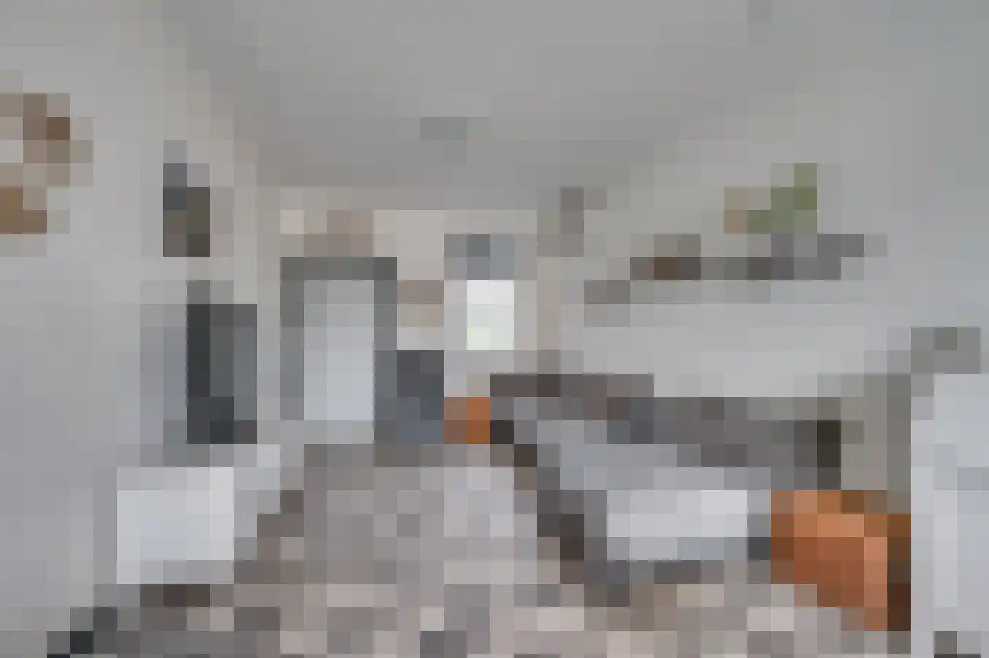Schoolstraat 163 Belfeld thumbnail 4