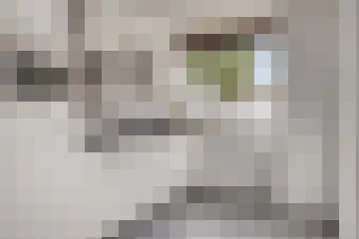 Schoolstraat 2 Helmond thumbnail 4