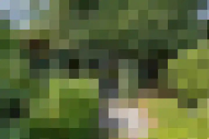 Schoolstraat 7 Nuland thumbnail 33