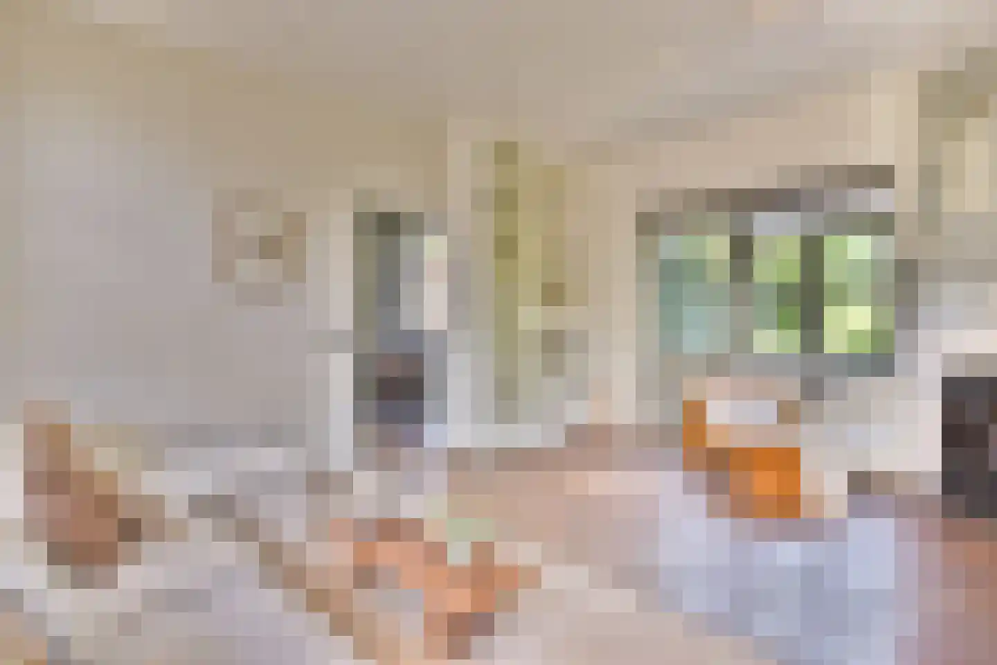 Schoolstraat 8 Egmond aan den Hoef thumbnail 14