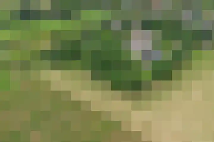 Schoolstraatje 2 Velp thumbnail 84