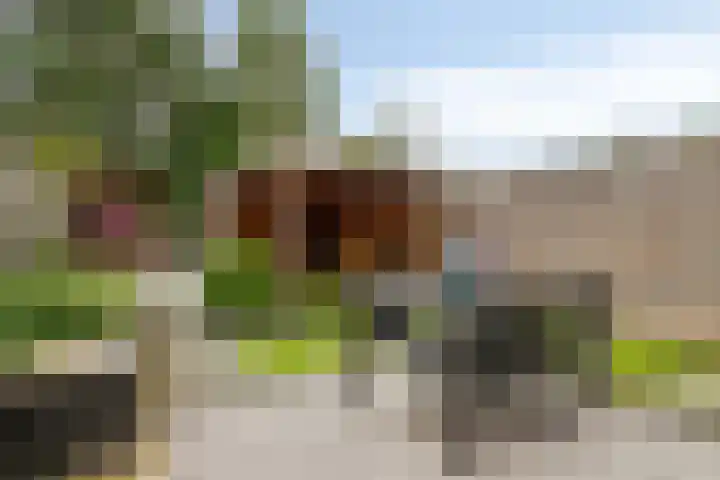 Schooltuinen 18 Gouda thumbnail 34