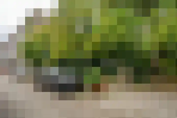 Schoonderloostraat 155 D Rotterdam thumbnail 24