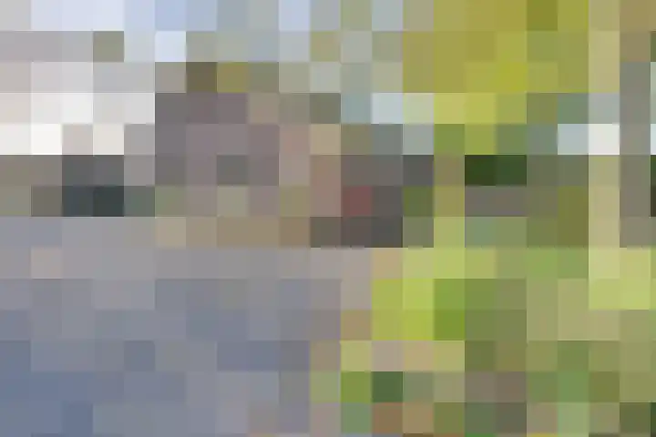 Schoondijksedijk 51 Driewegen thumbnail 52
