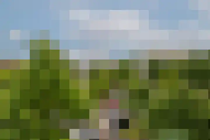 Schoonegge 61 Rotterdam thumbnail 37
