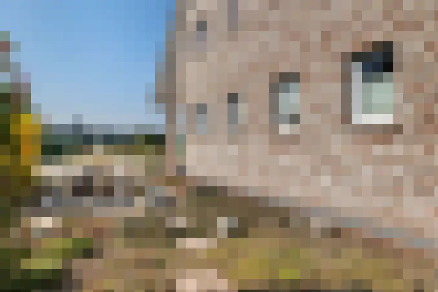 Schoonstraat 99 Heesch thumbnail 8
