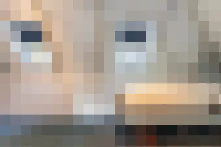 Schoonveldeweg 10 Koekange thumbnail 36