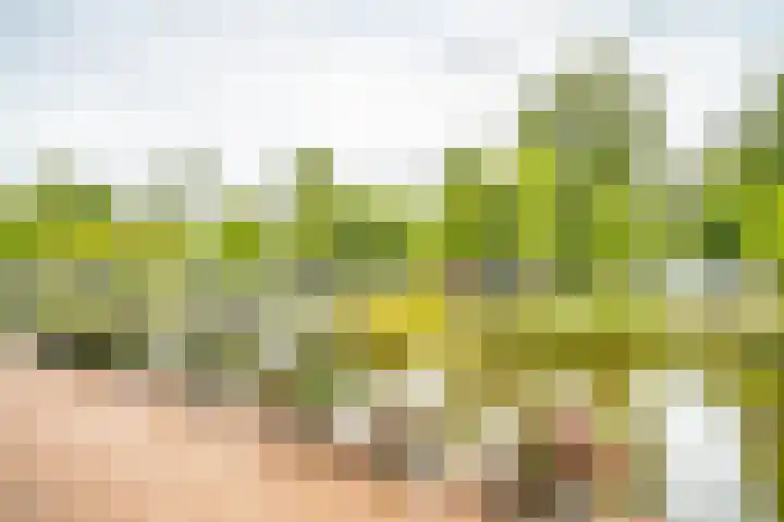 Schoorlaan 82 Leidschendam thumbnail 30