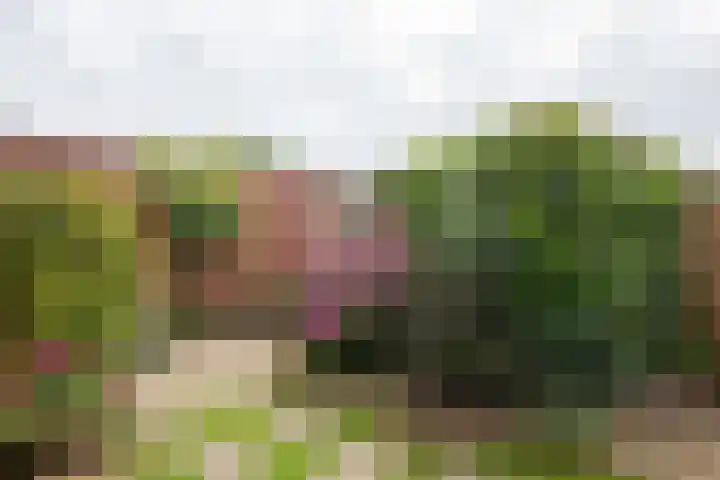 Schoorsteen 12 Aalsmeer thumbnail 41