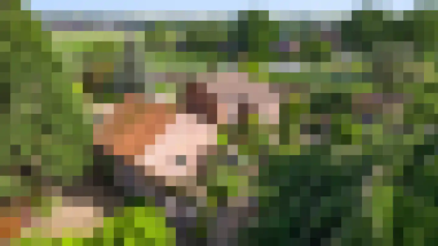 Schoorstraat 1 Baexem thumbnail 57