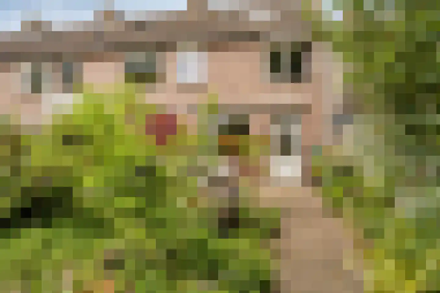 Schoorveken 132 Rijen thumbnail 37