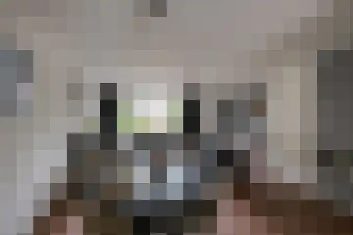 Schoorveken 5 Rijen thumbnail 15
