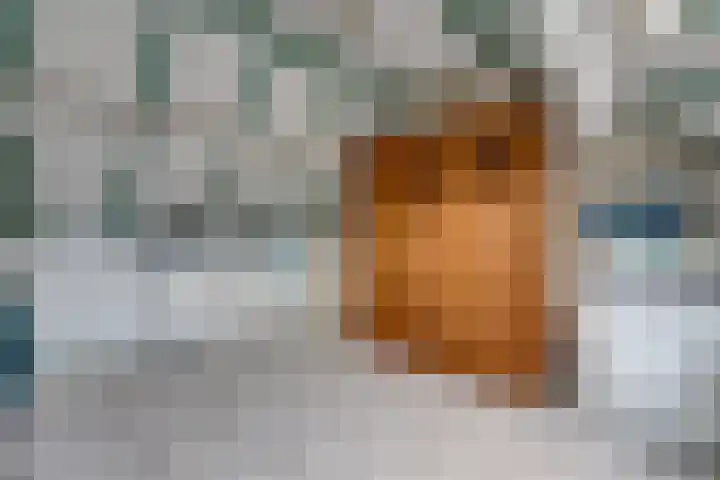 Schoorveken 5 Rijen thumbnail 37
