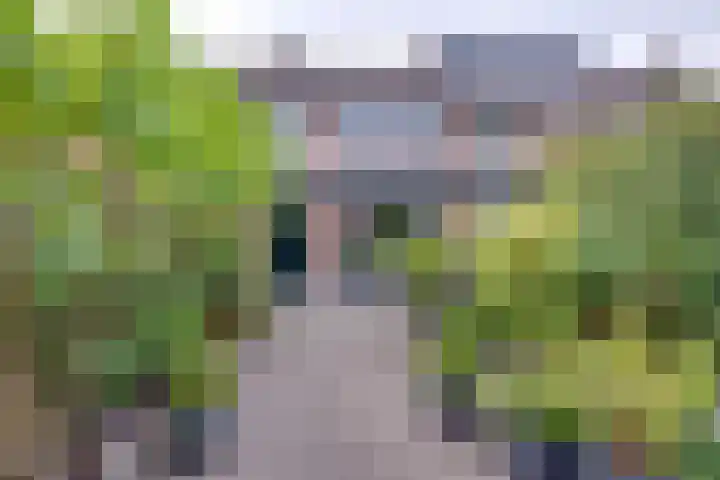 Schoorveken 5 Rijen thumbnail 4