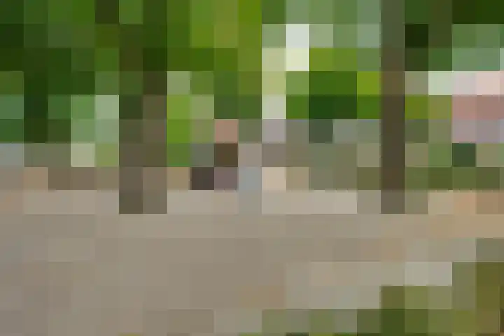 Schoorveken 5 Rijen thumbnail 44