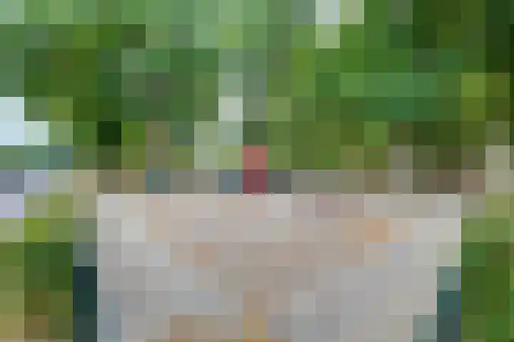 Schoorveken 5 Rijen thumbnail 5