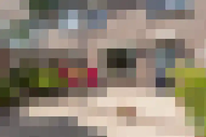 Schoorveken 60 Rijen thumbnail 17