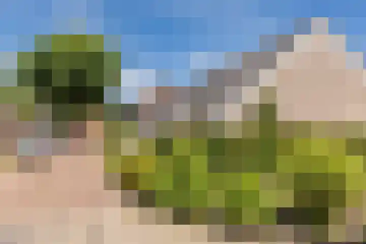 Schoorveken 60 Rijen thumbnail 35