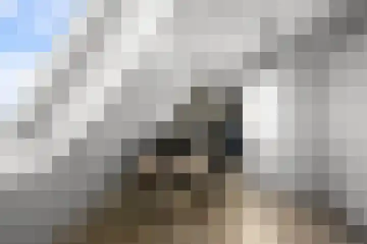 Schootanker 17 Nieuwkoop thumbnail 24