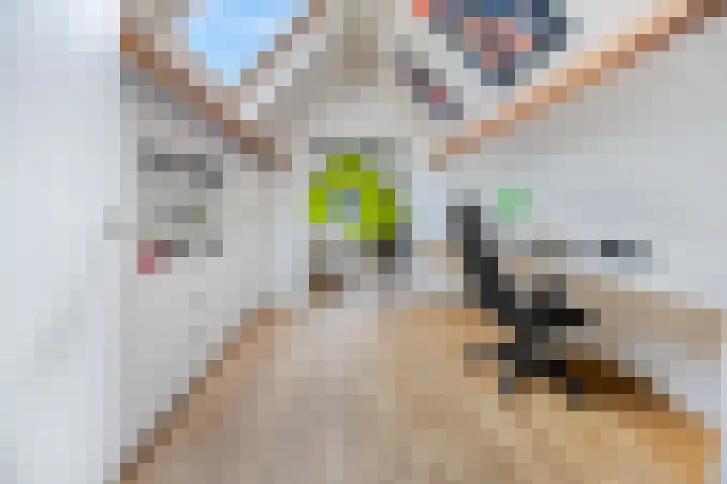 Schootsenhoek 14 Castelre thumbnail 107