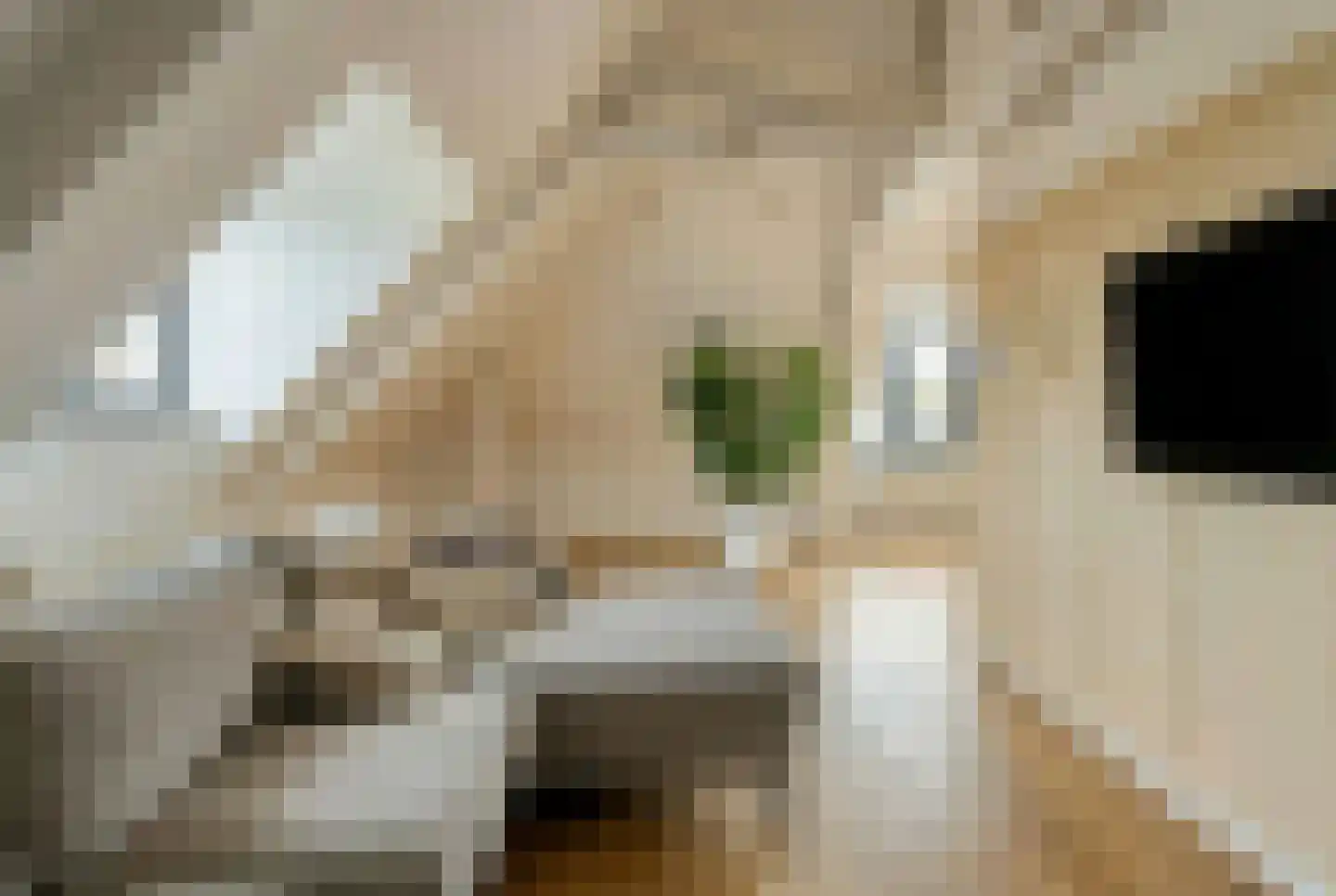 Schootsenhoek 14 Castelre thumbnail 33