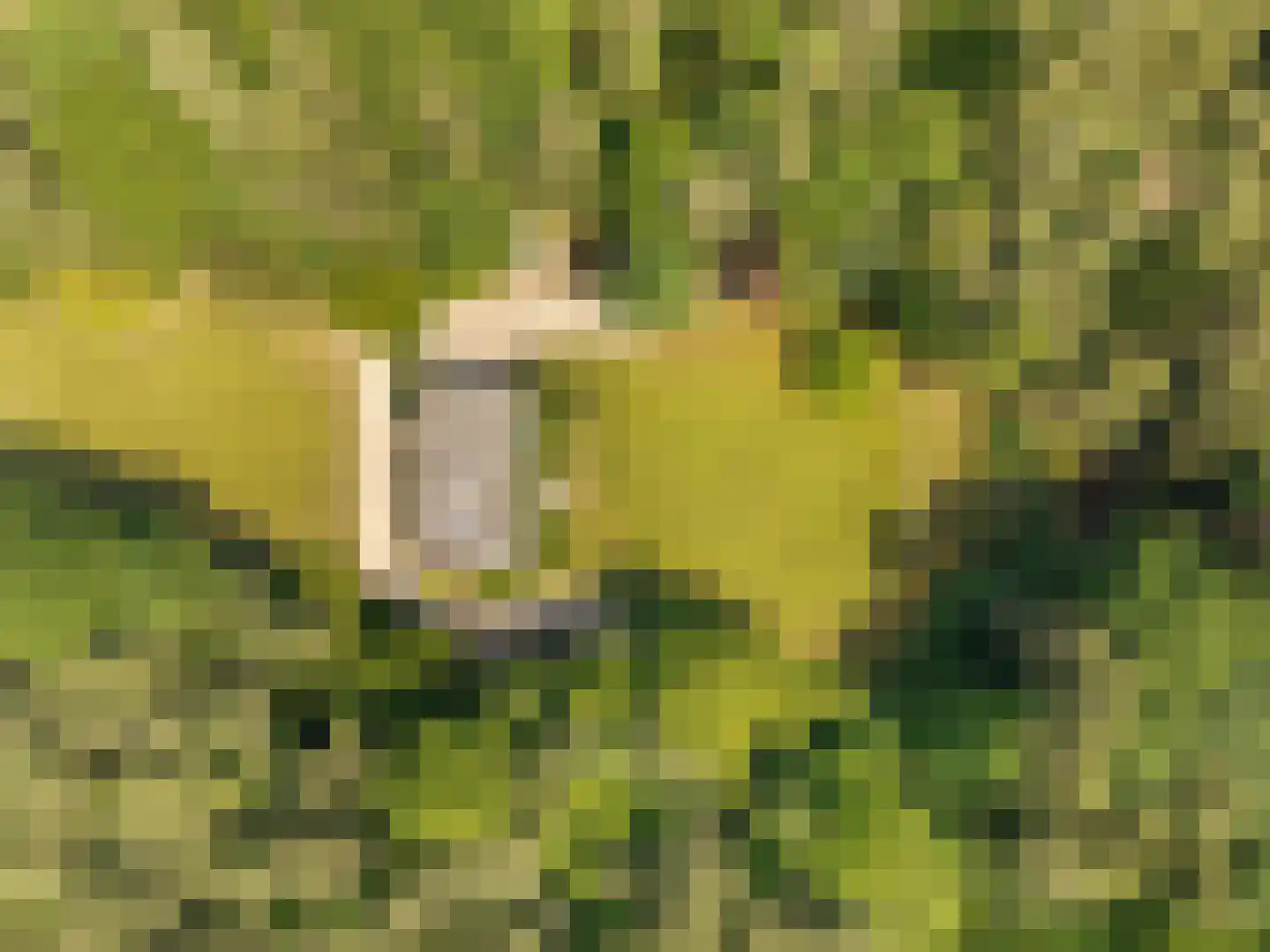 Schootsenhoek 68 Castelre thumbnail 23