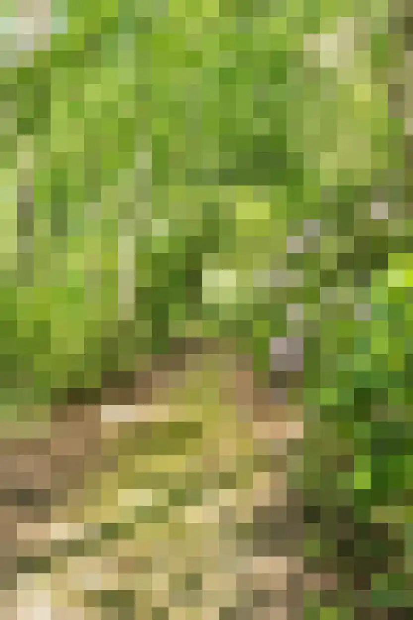 Schootsenhoek 68 Castelre thumbnail 26