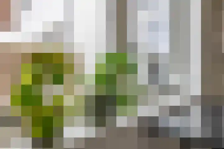 Schootsestraat 100 Eindhoven thumbnail 21