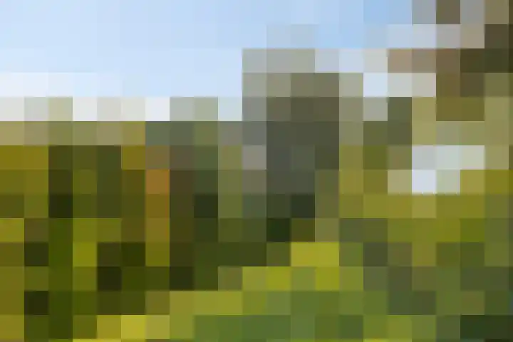 Schoresteynstraat 19 Deil thumbnail 28