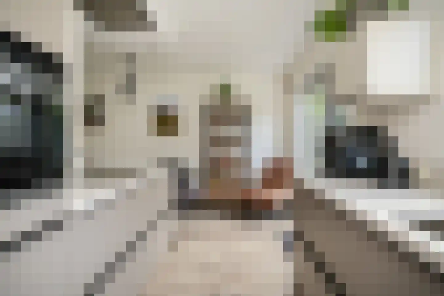 Schoresteynstraat 59 Deil thumbnail 11