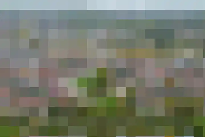 Schorpioen 4 Hellevoetsluis thumbnail 34