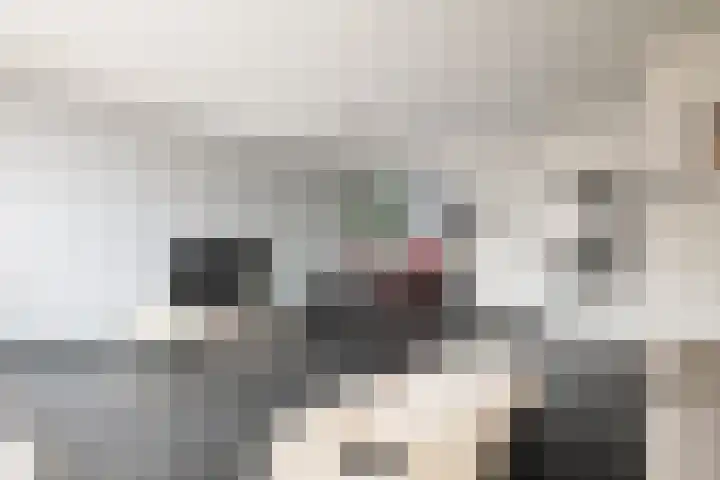 Schorpioen 4 Hellevoetsluis thumbnail 7