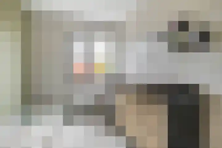 Schorpioen 53 Schijndel thumbnail 25