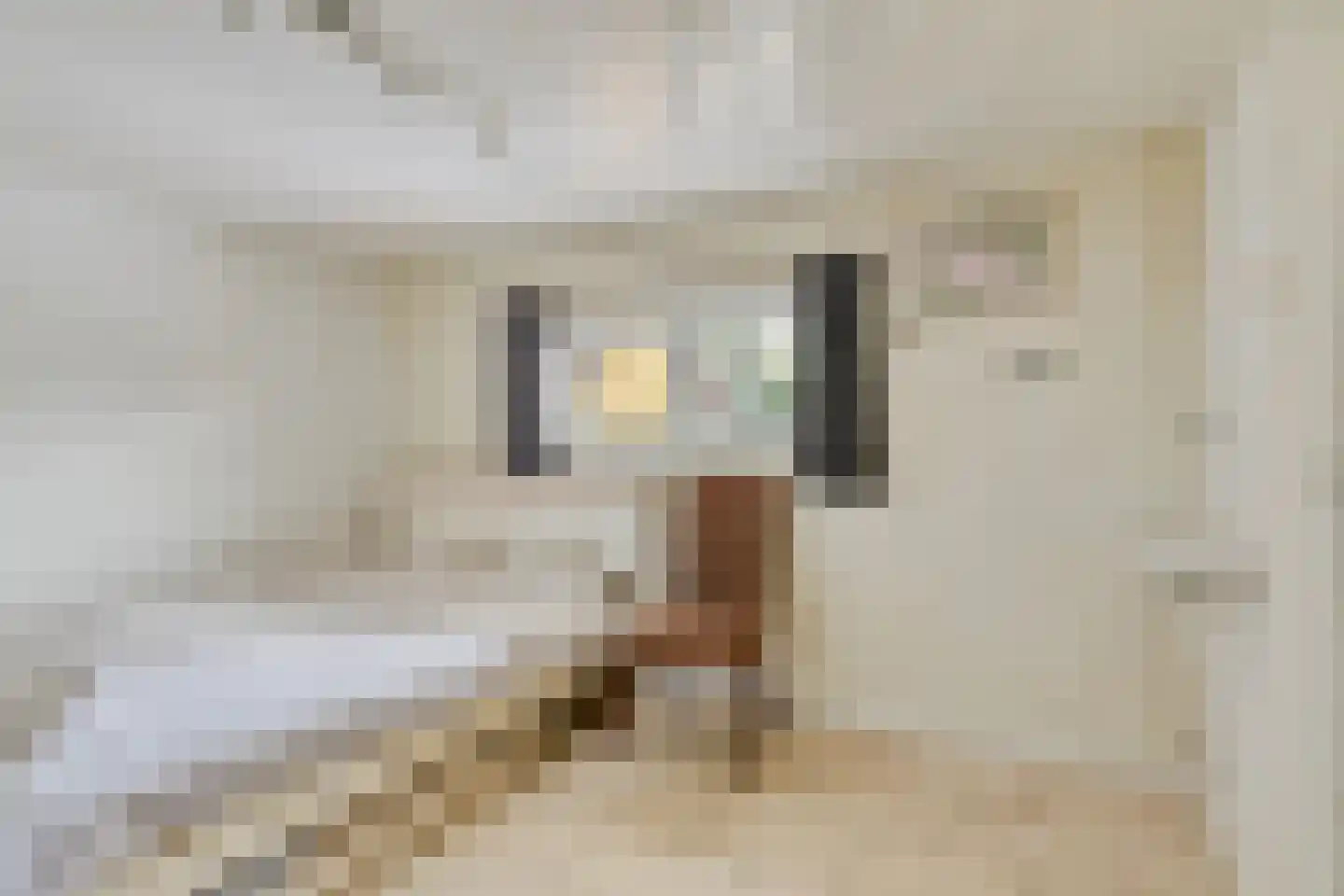 Schorpioenstraat 13 Eindhoven thumbnail 19