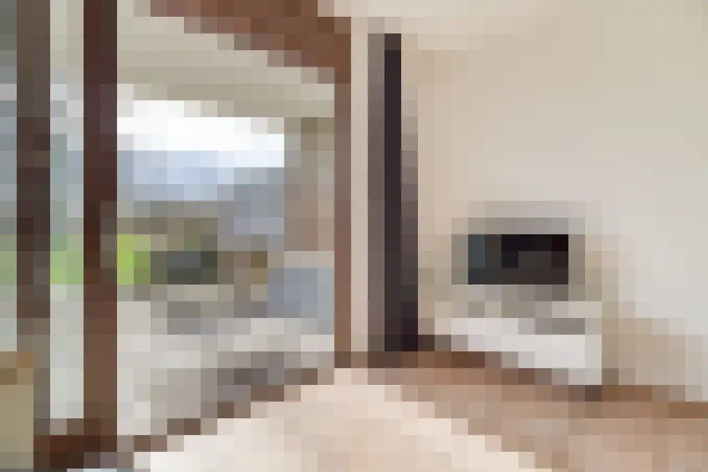 Schorrebloem 38 Nieuwvliet thumbnail 8