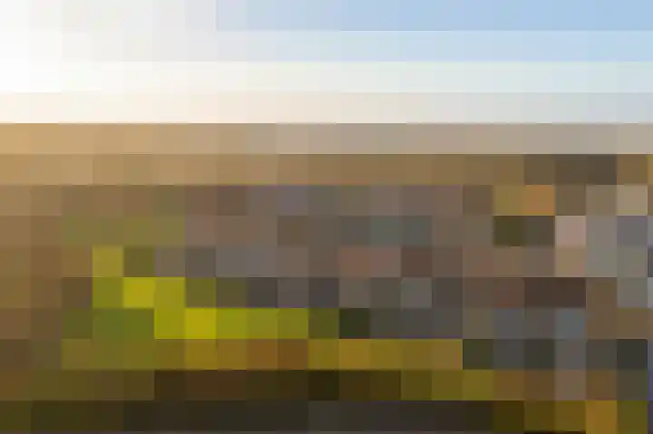 Schorrebloem 41 Nieuwvliet thumbnail 21